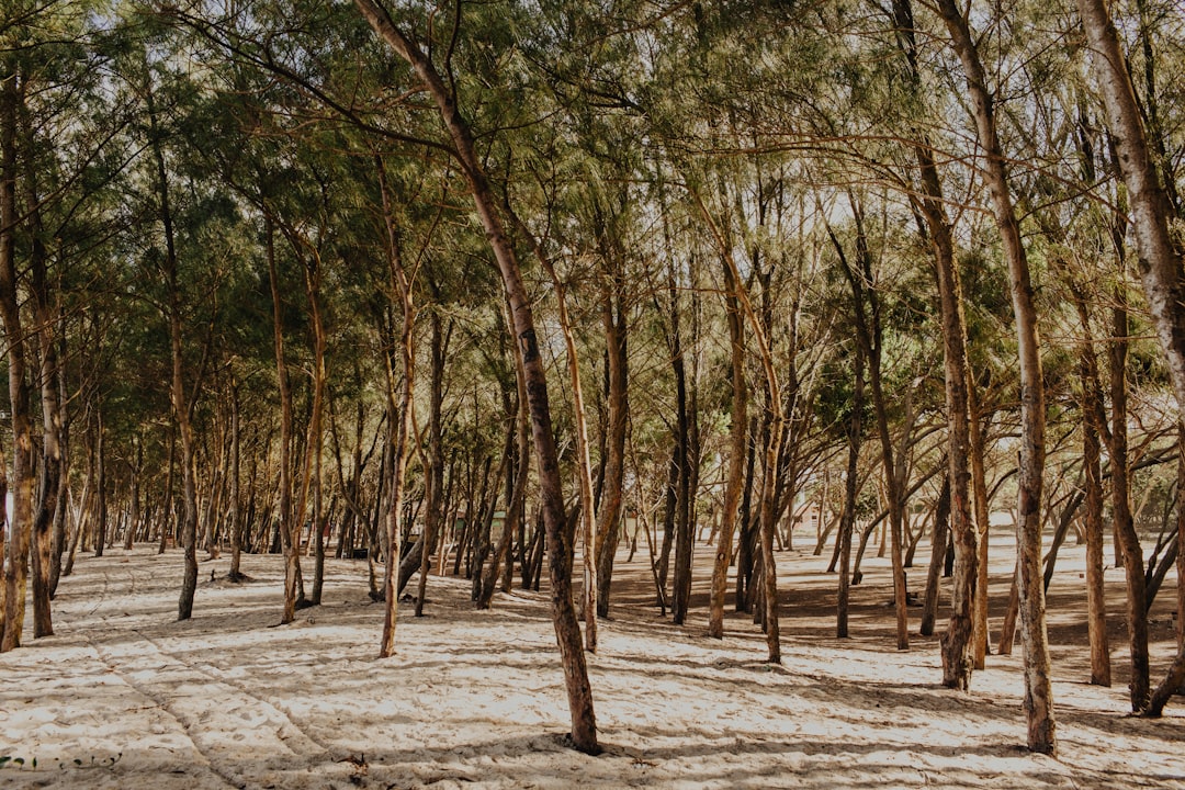 landscape of a brightly lit woods