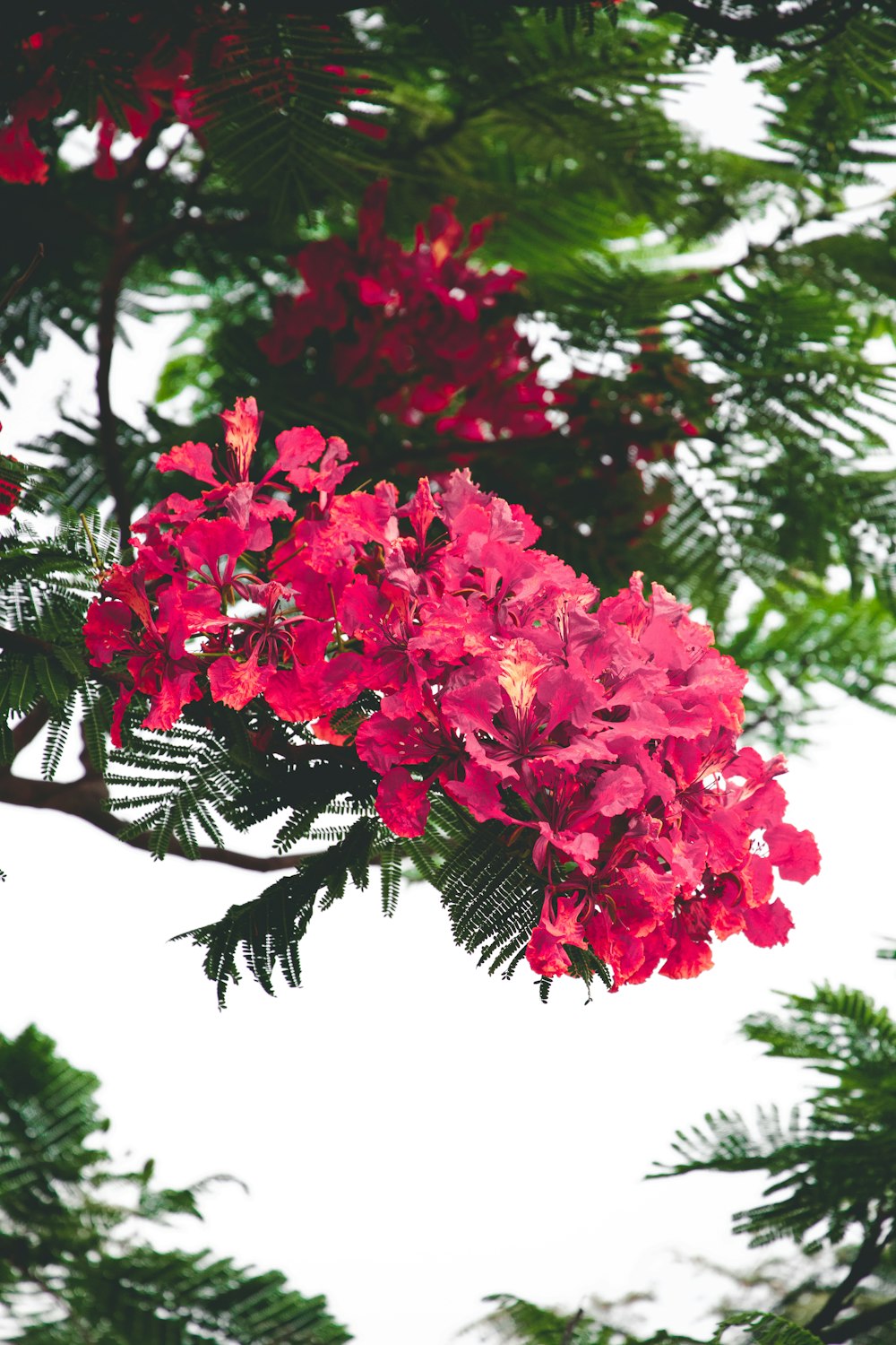 pink flowering tree