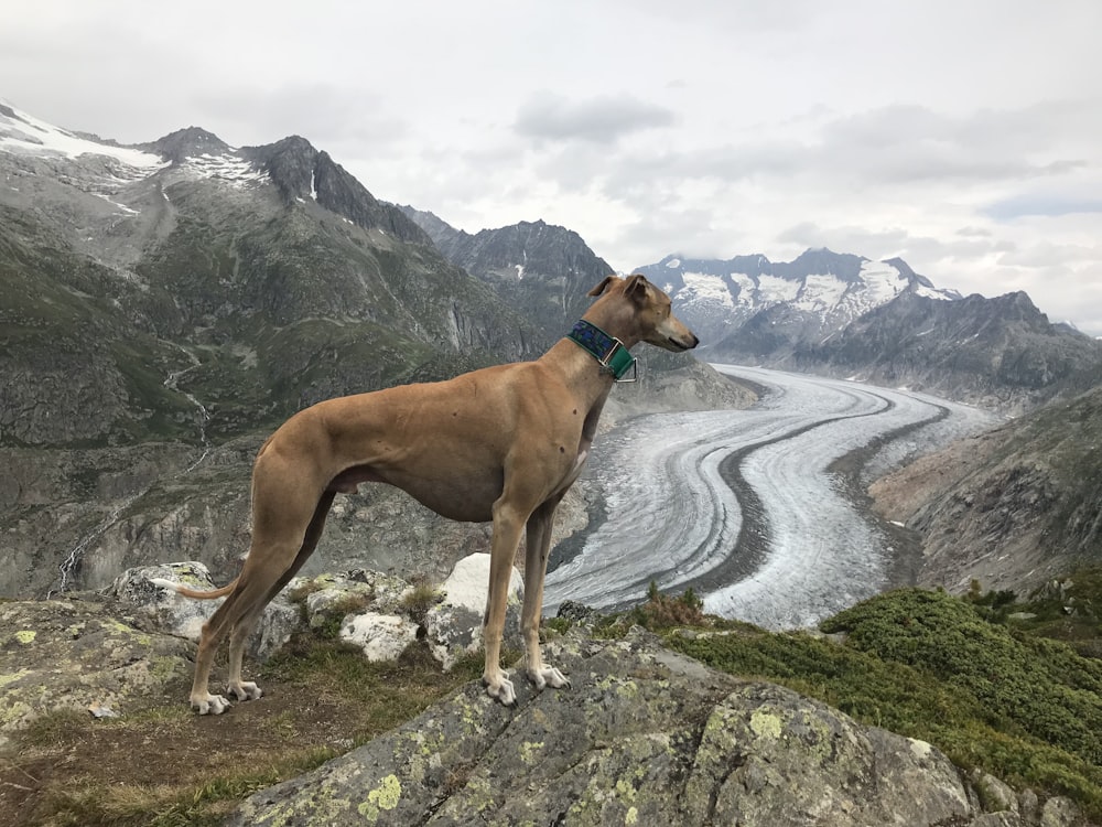 brown dog on rocky mountain under cloudy sky