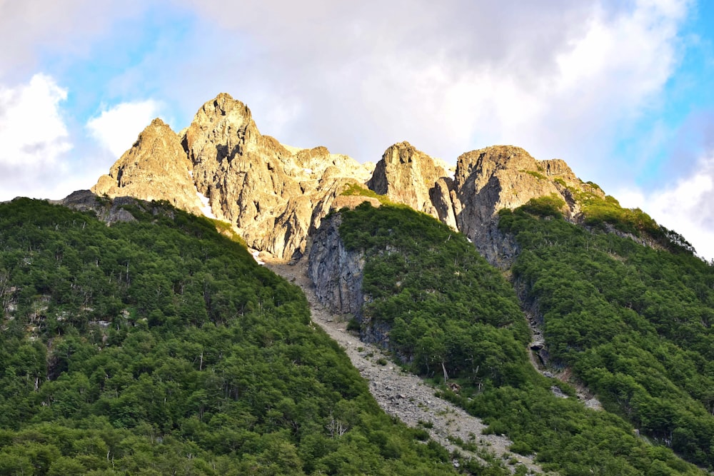 green tree covered mountain