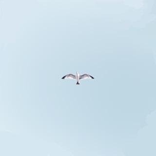 white bird on mid air