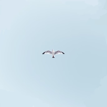 white bird on mid air