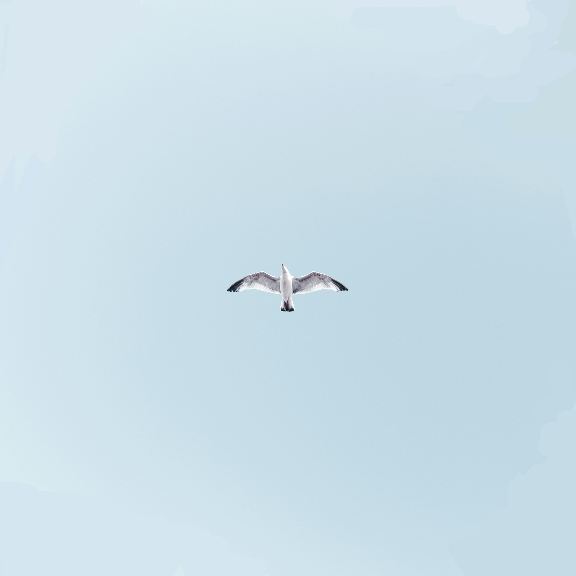 white bird on mid air