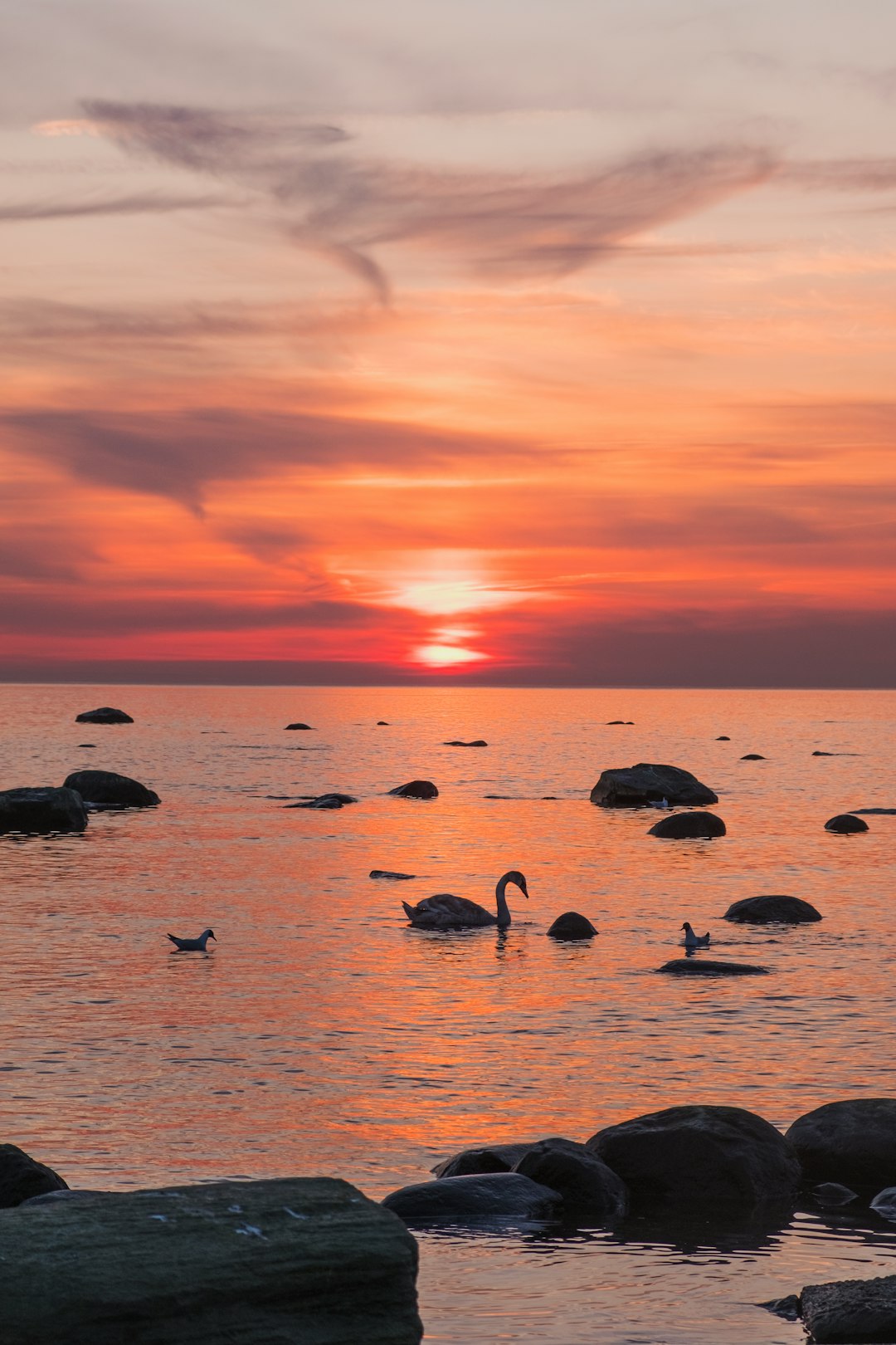 swan in body of water during golden hour