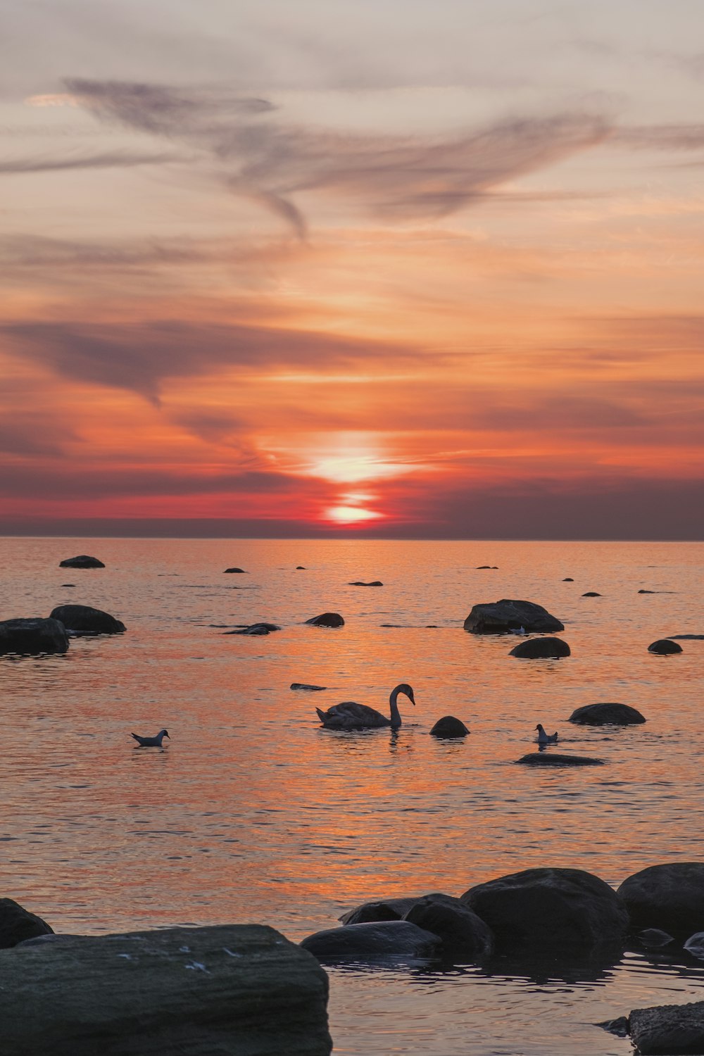 swan in body of water during golden hour