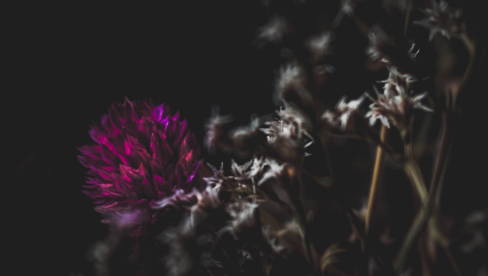 close-up photo of purple petaled flowers