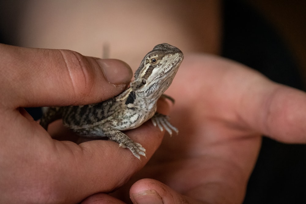 gray lizard on focus photography