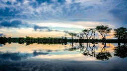 reflection on trees on clear body of water during sunset