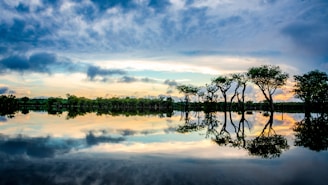 reflection on trees on clear body of water during sunset