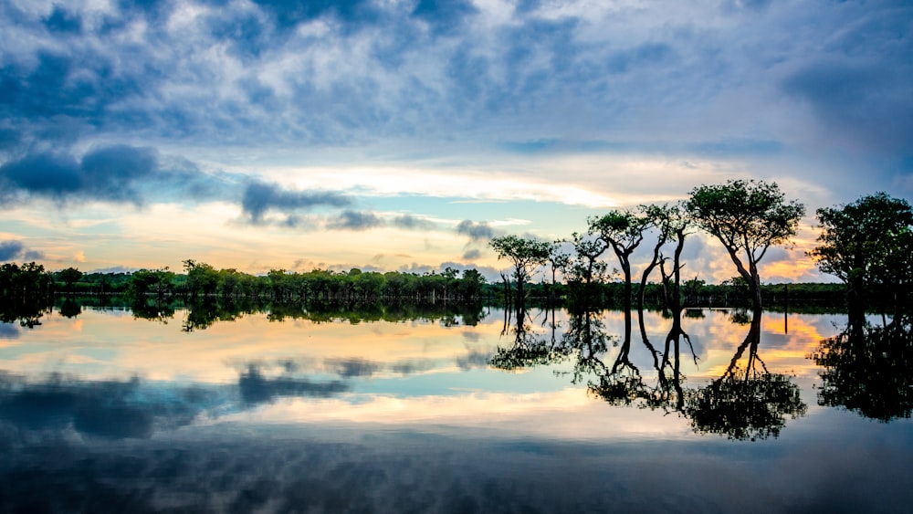 Reflejo en los árboles en el cuerpo de agua claro durante la puesta del sol