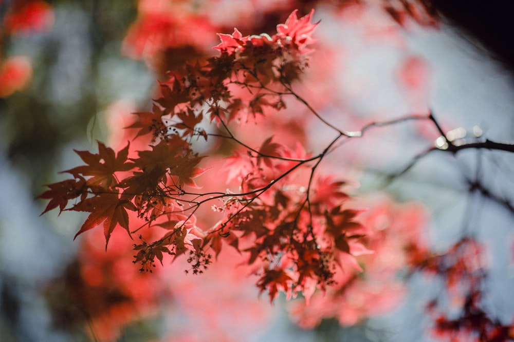 selective focus photography of brown leaves