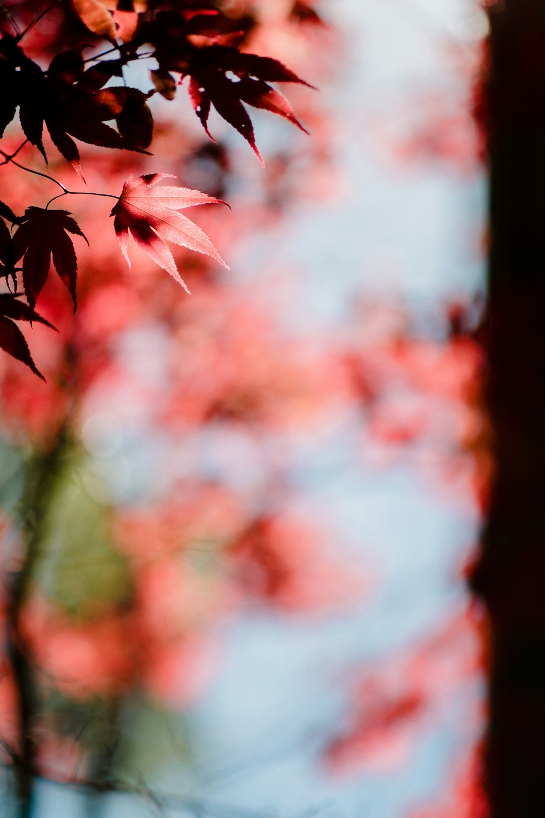 leaves during day time