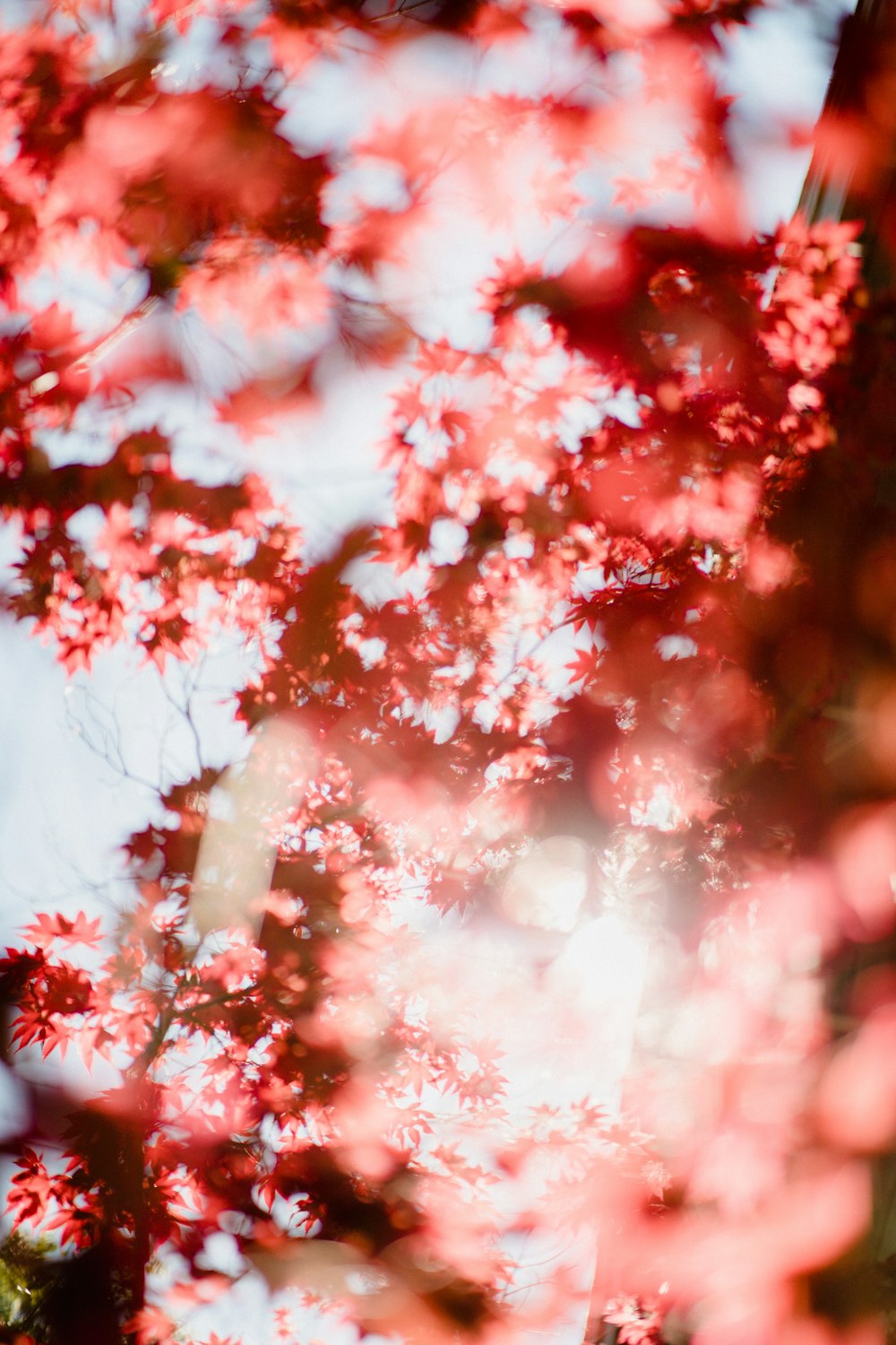 light through pink flowers