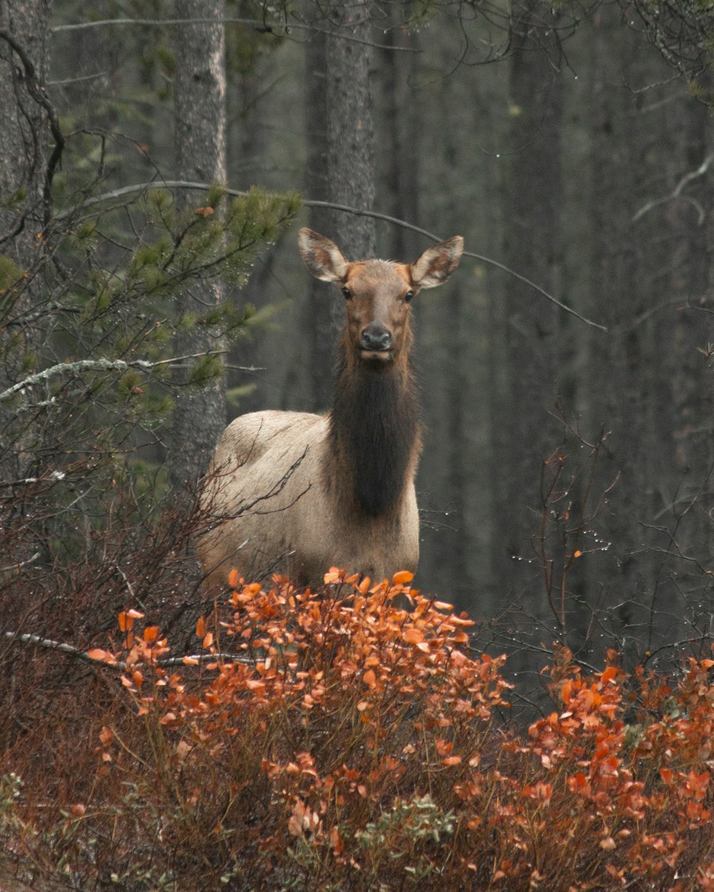 brown deer