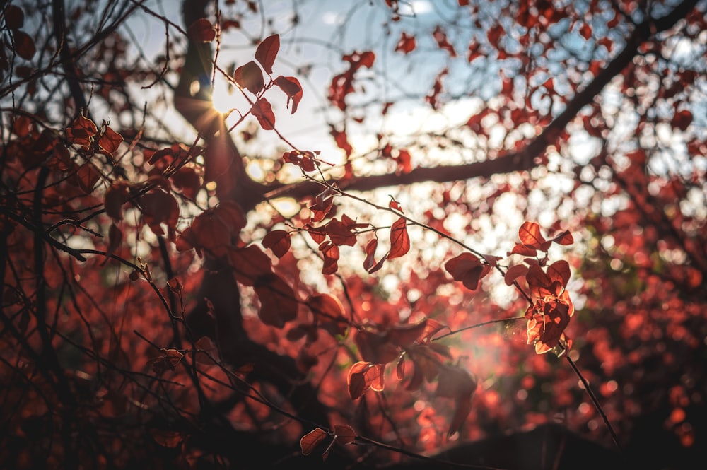 red-leafed tree during daytime