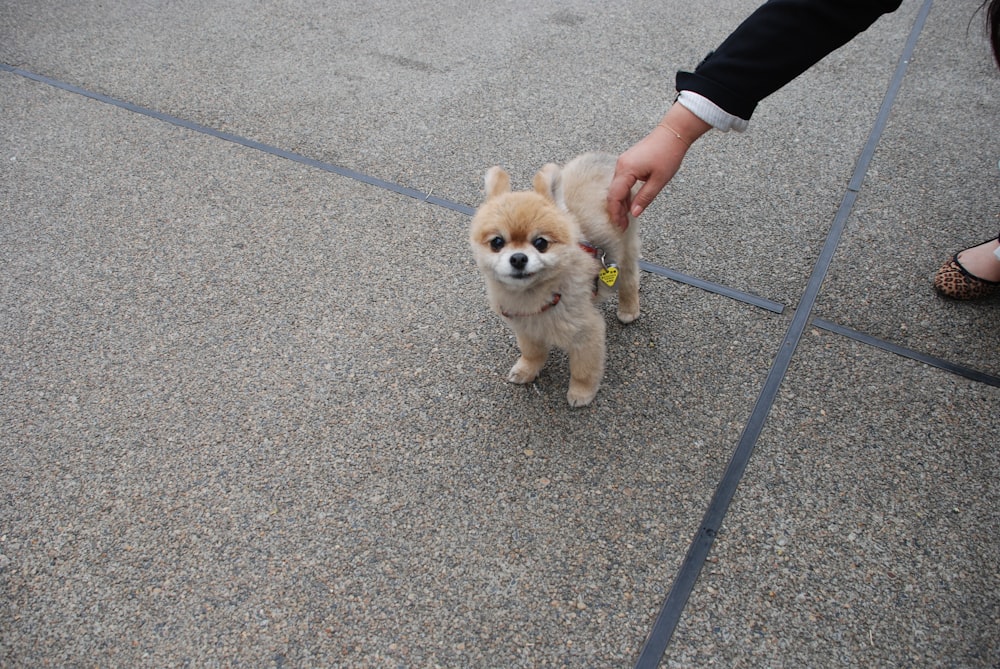 short coated beige puppy on grey concrete pavement