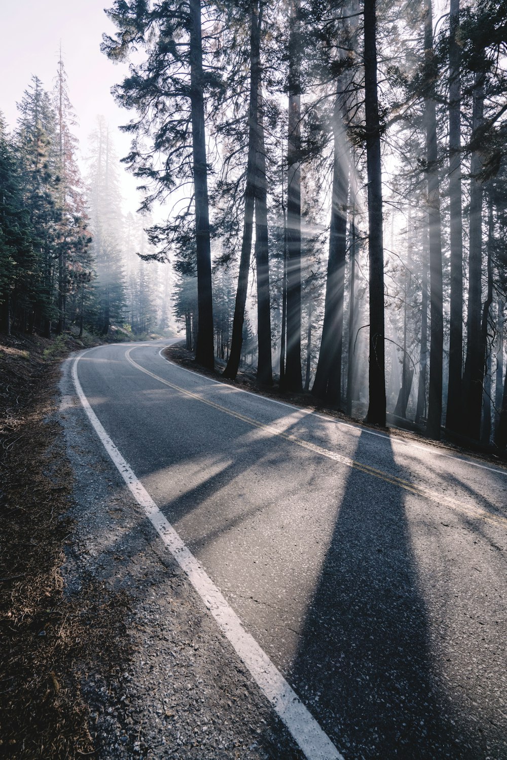 empty road surrounded by pine trees