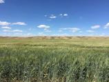 Aerial view of sprawling wheatgrass fields under a clear blue sky.