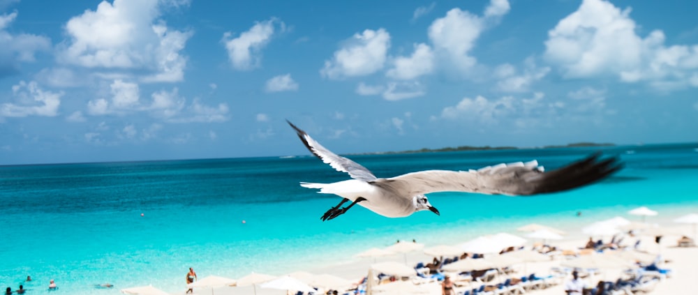 pájaro blanco volador