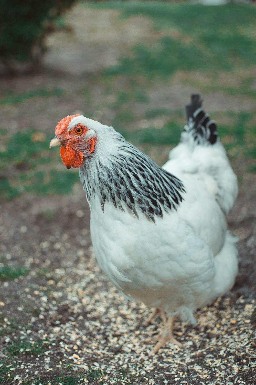 white and black chicken