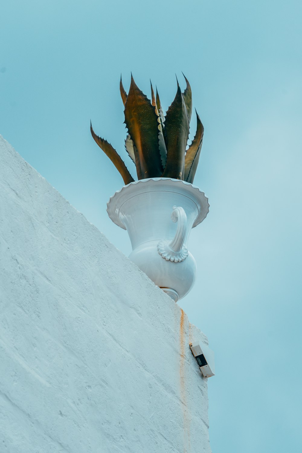 snake plant in vase