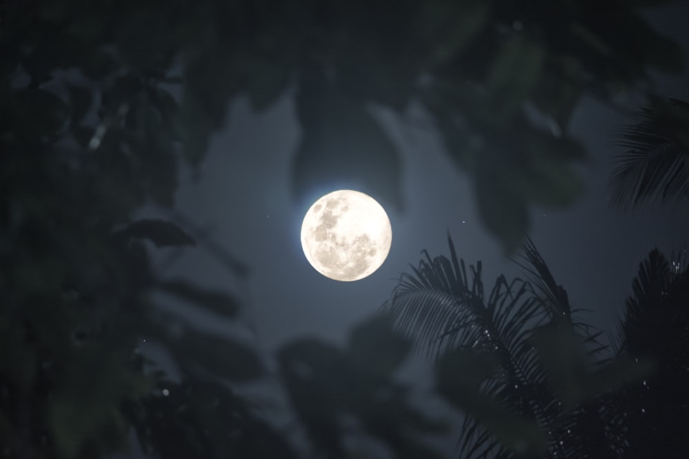 a full moon seen through the branches of a tree