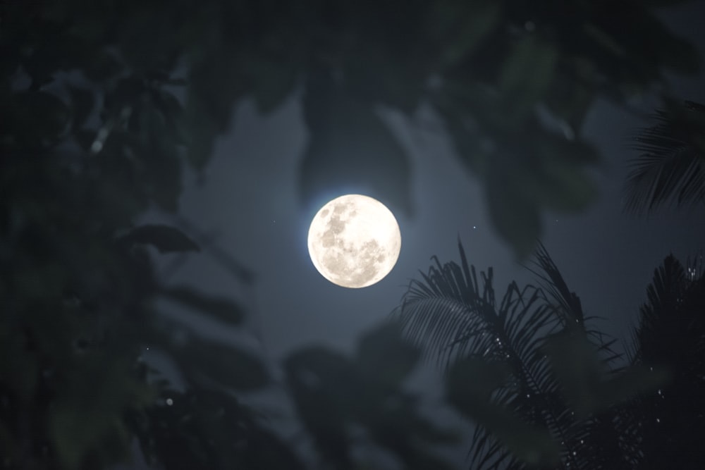 Une pleine lune vue à travers les branches d’un arbre