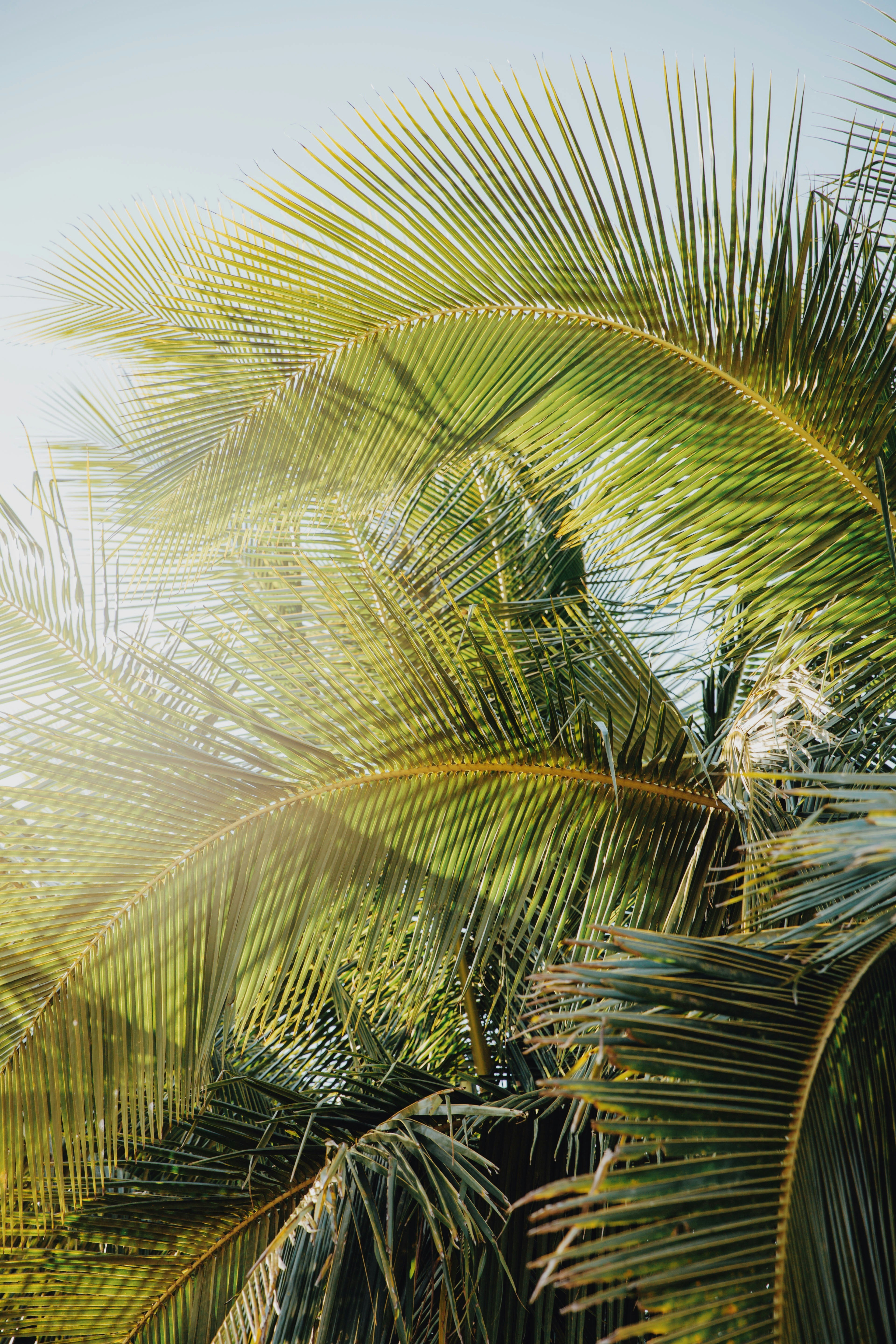 Why Some Democracies Die and Others Survive