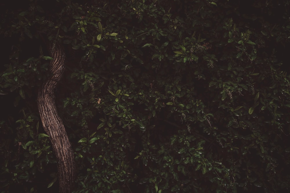 low-angle photography of green leafed tree