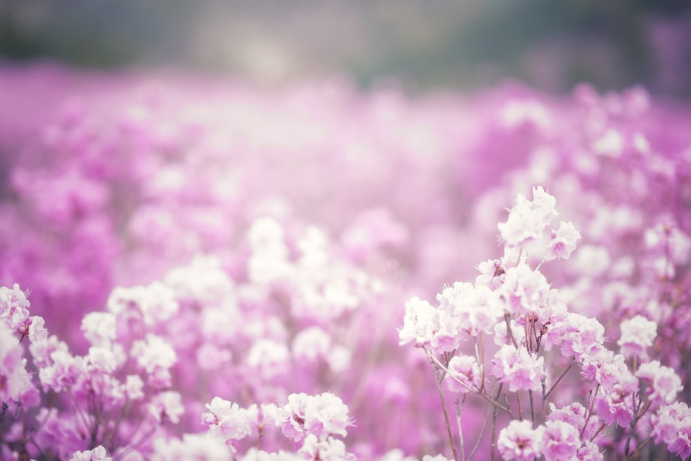 pink petaled flowers