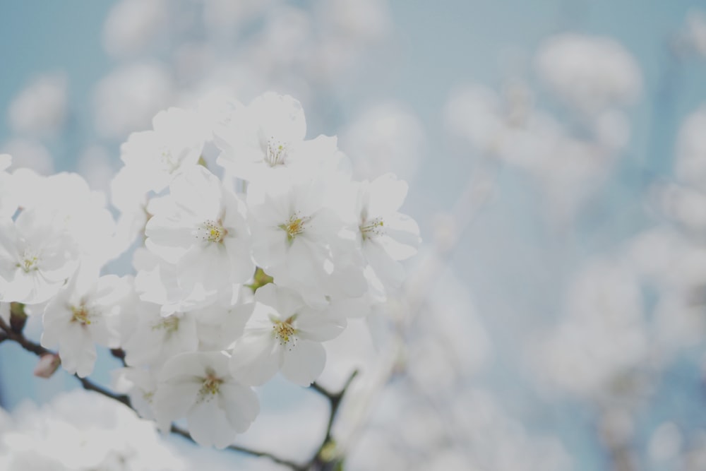 fotografia de foco seletivo de flores brancas