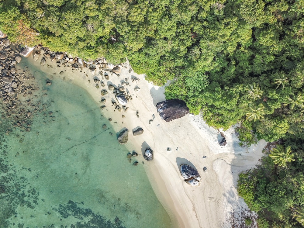 fotografia ad alto angolo di mare e alberi