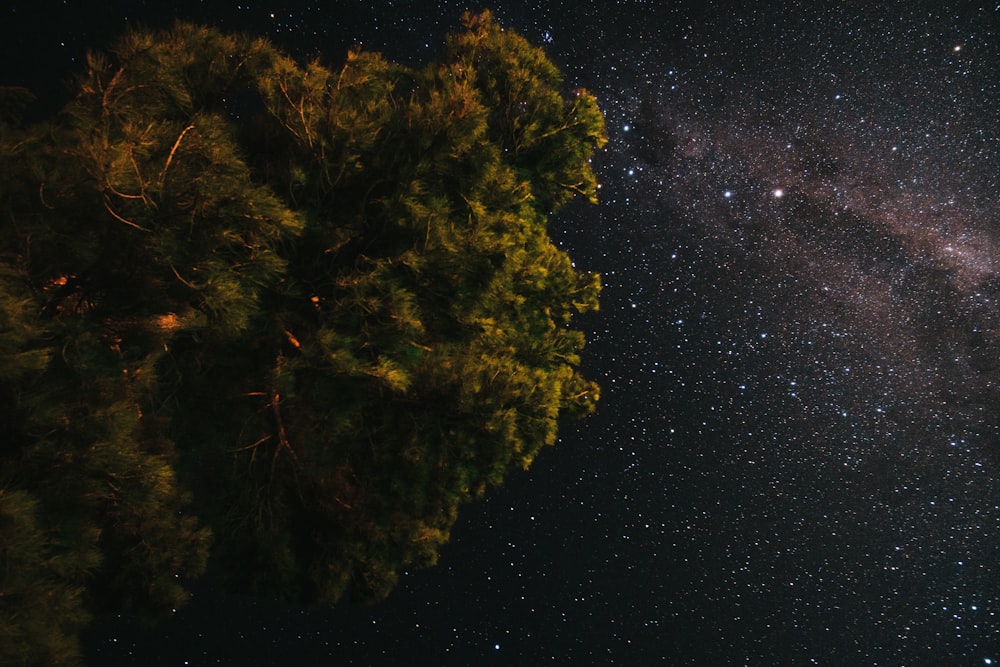 green and brown tree under starry night