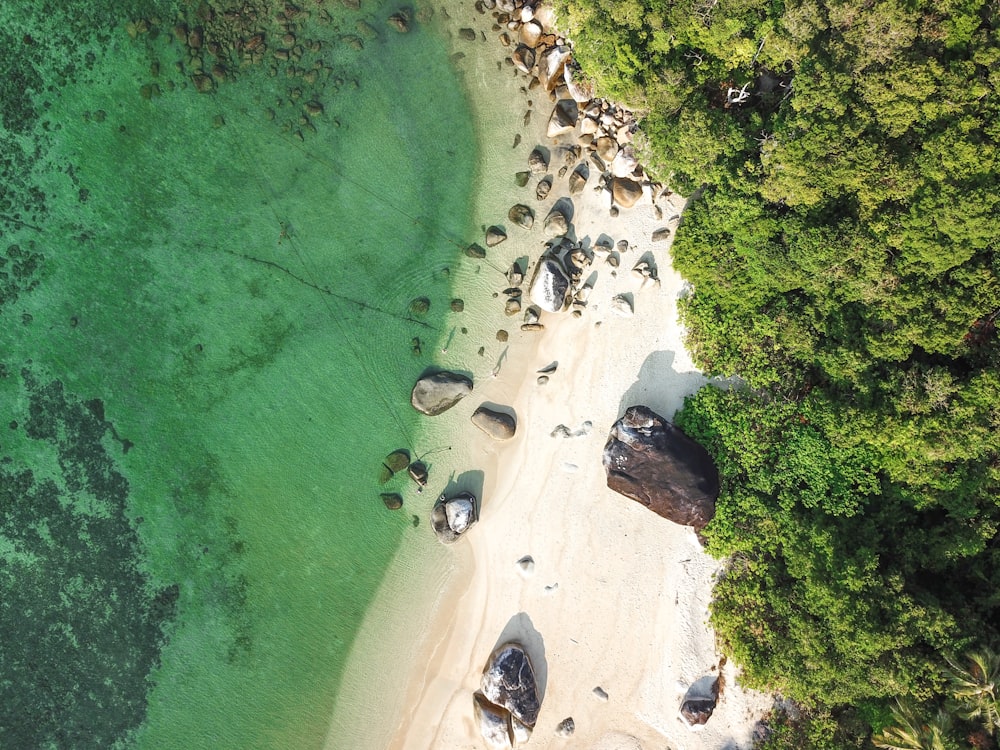 昼間の海岸沿いの岩や木々の航空写真