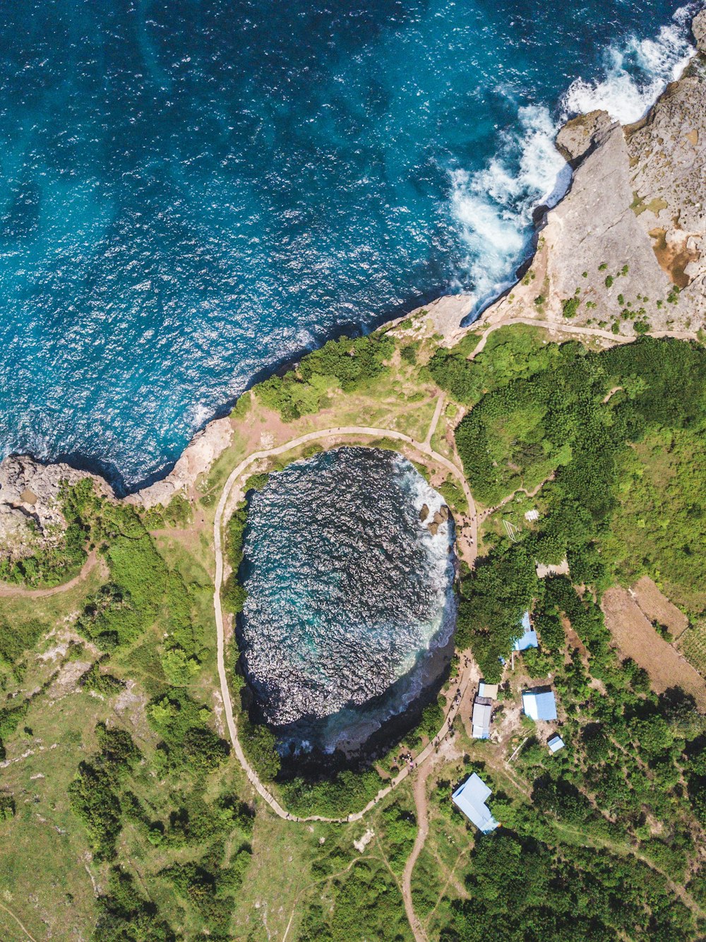 aerial photography of trees near water