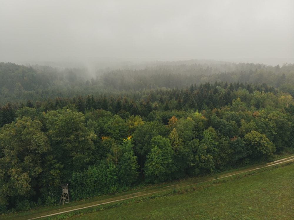 green trees under white sky during daytime