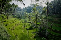 green rice field