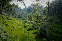 green rice field