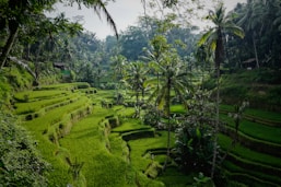 green rice field
