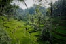 green rice field surrounded by trees