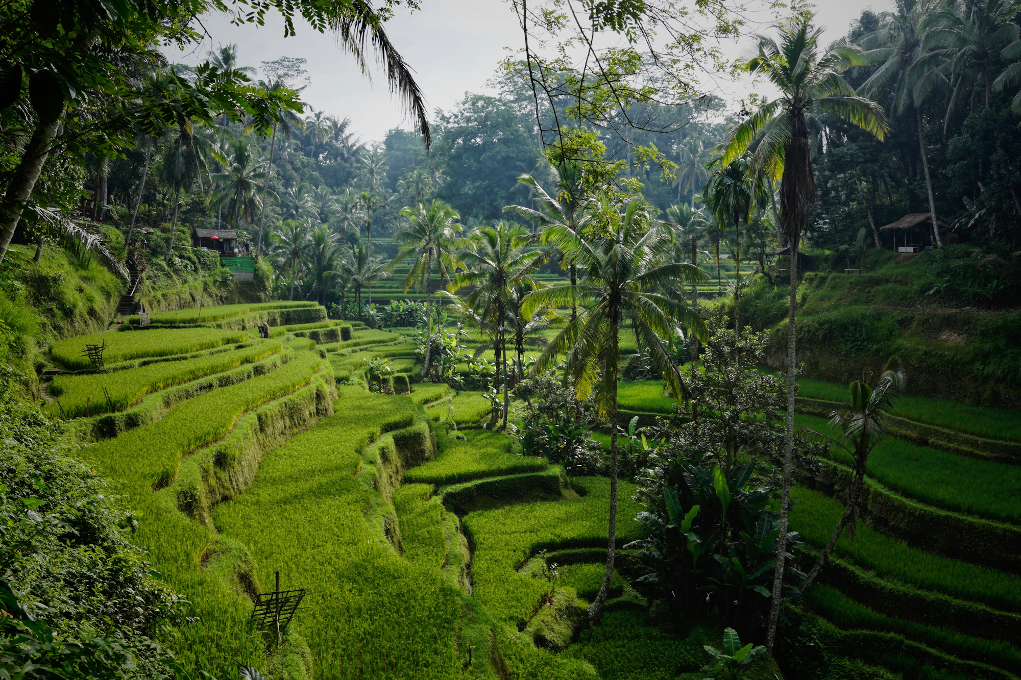 Tegallalang rice terraces with palm trees near Ubud, Bali