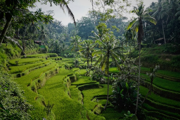 Lush green rice terraces of Tegallalang in Ubud