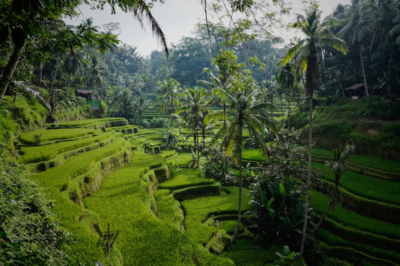 Layered green rice terraces near Ubud