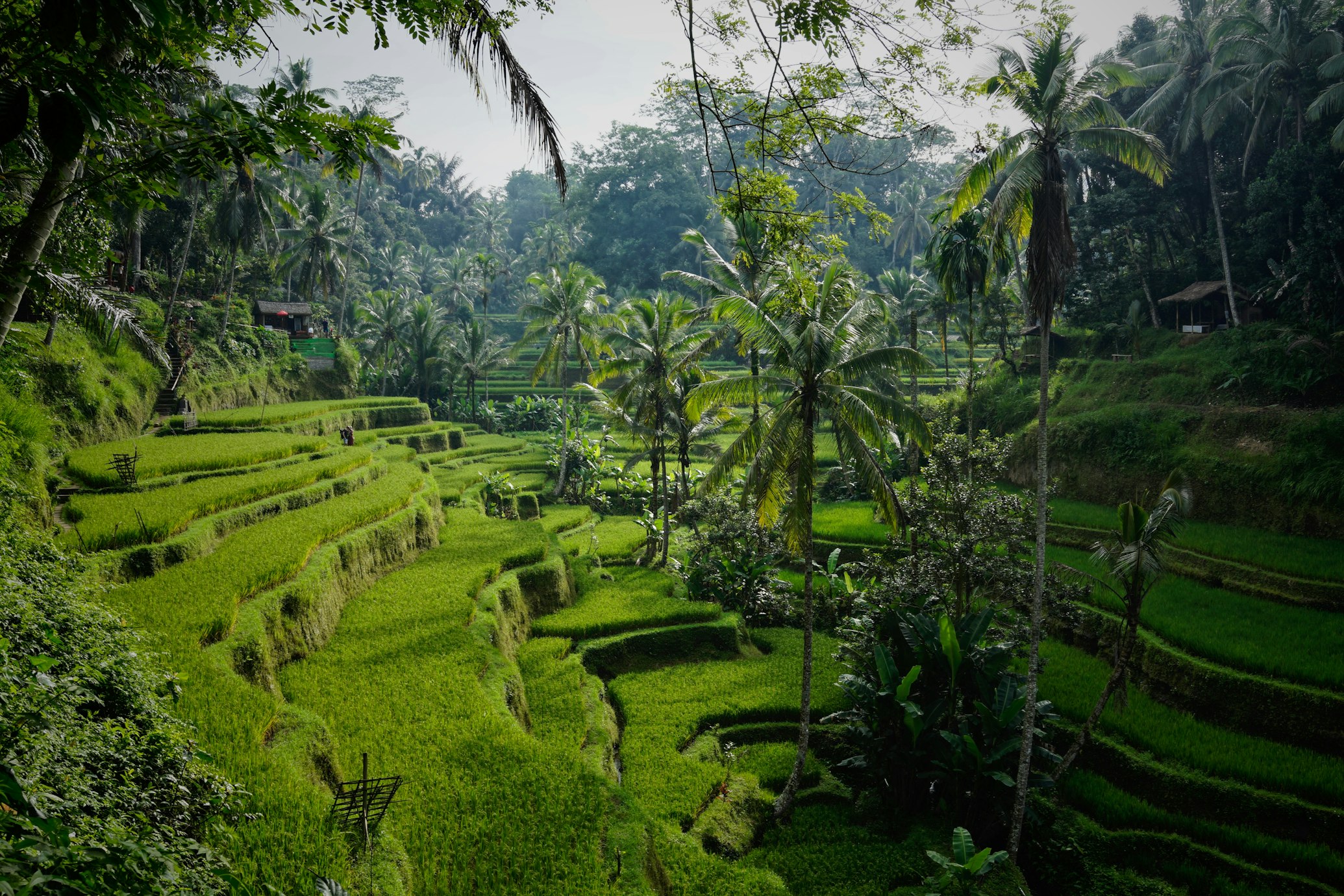 Verdi risaie con palme a Bali