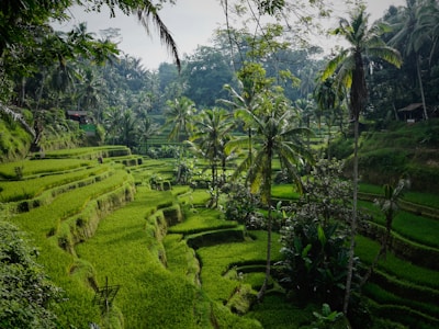 Tegallalang Rice Terraces