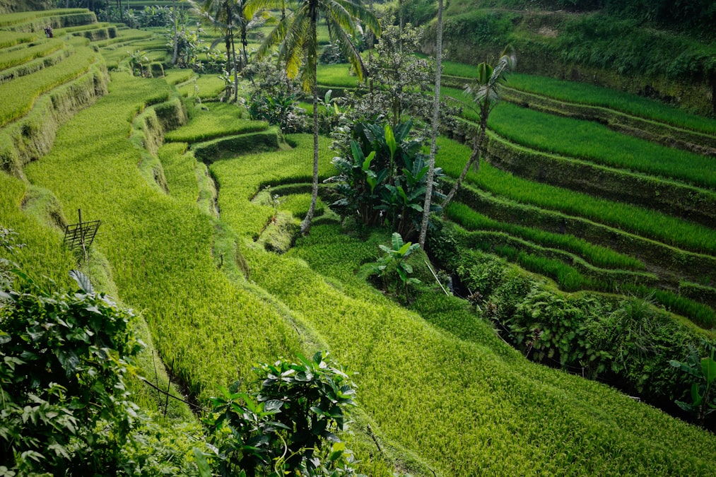 Tegalalang rice terraces stepping down a lush green hillside in Ubud, Bali