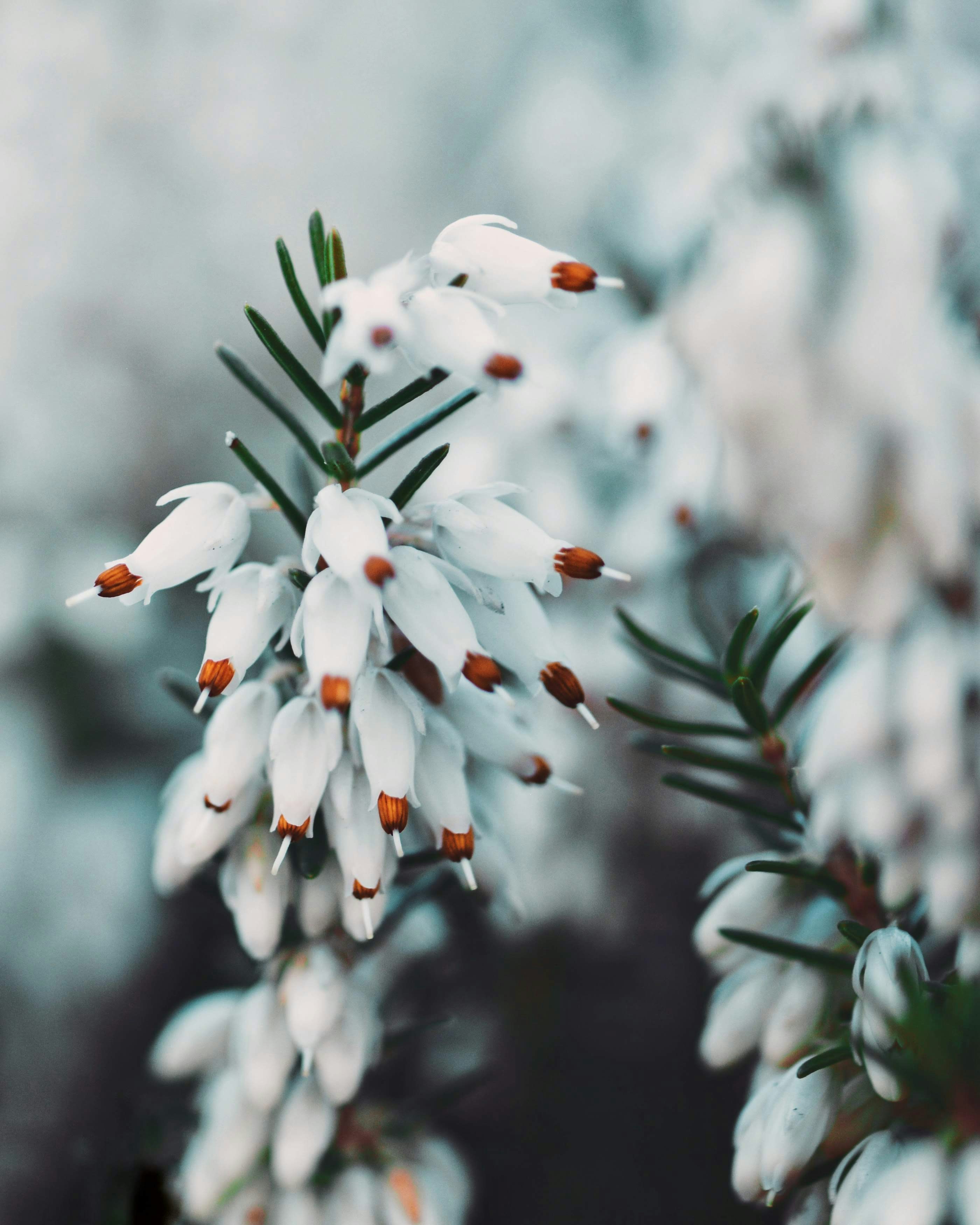 white and red petaled flowers in bokeh photograph