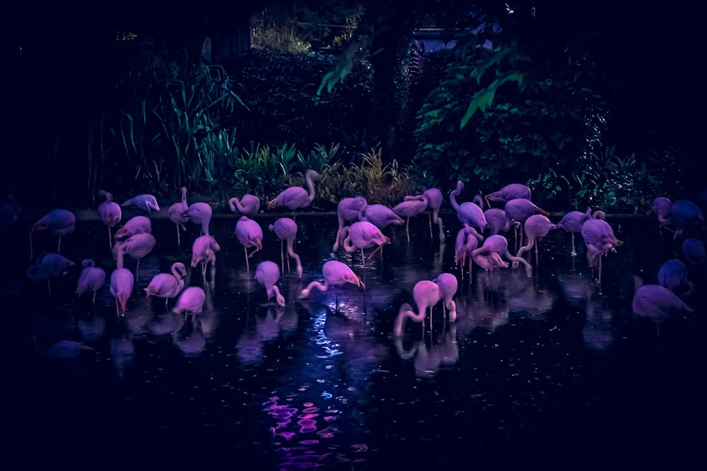 flock of swan on body of water