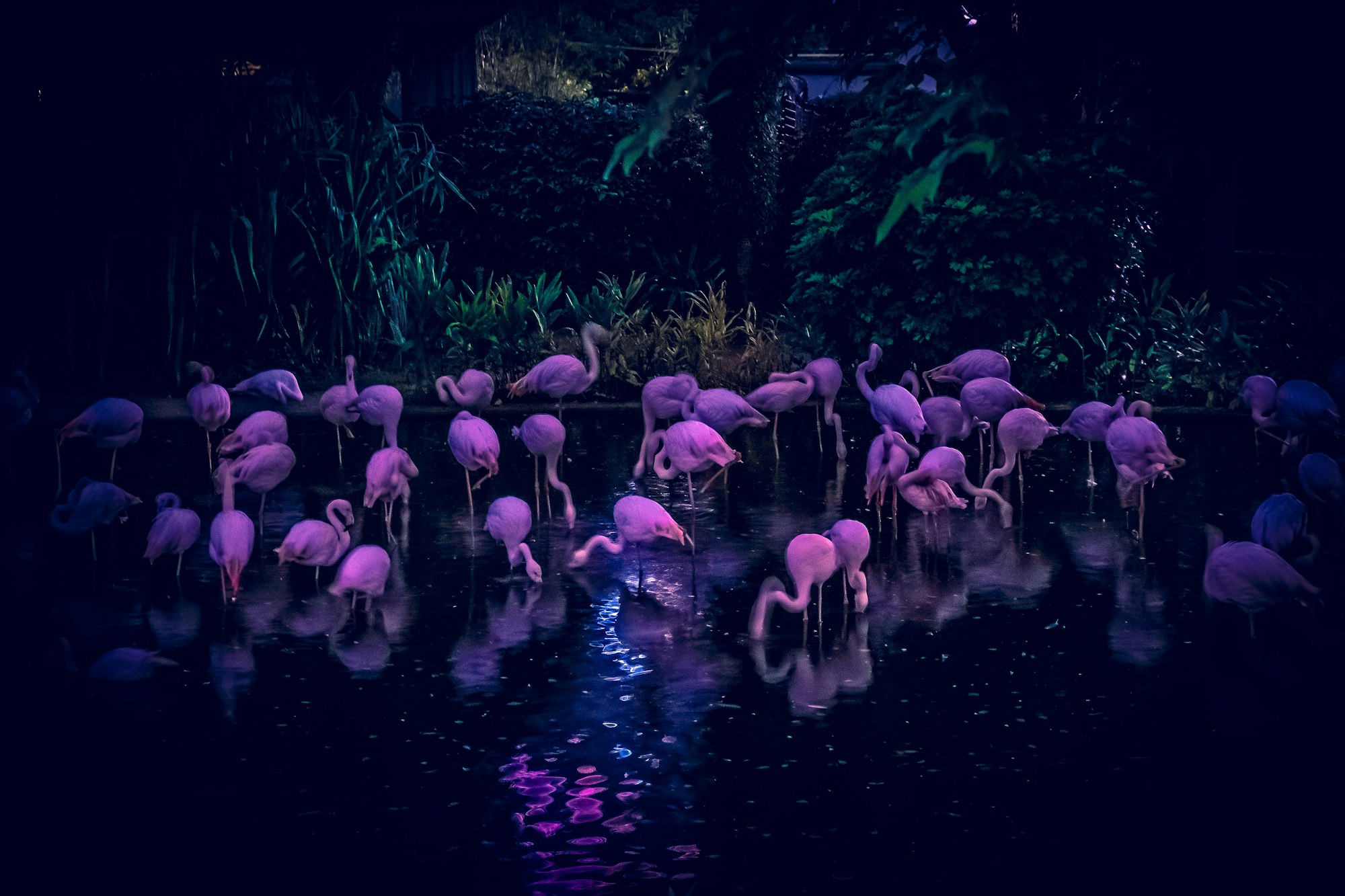 Night Visions @ Nashville Zoo