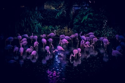 Night Visions @ Nashville Zoo